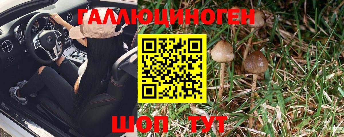 Псилоцибиновые грибы Psilocybine cubensis  купить  цена  Мурино  Вход с VPN 